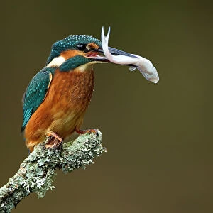 Kingfisher (Alcedo atthis) perched with fish in beak. Worcestershire, UK, September