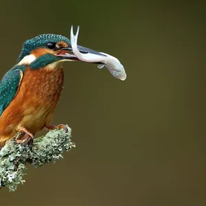 Kingfisher Perched with Fish Print Kingfisher Perched with Fish Print