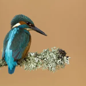 Kingfisher (Alcedo atthis) perched with lichen. Worcestershire, UK, March Kingfisher (Alcedo atthis) perched with lichen. Worcestershire, UK, March