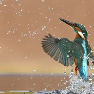 Kingfisher (Alcedo atthis) rising from water after diving for prey. Worcestershire, UK, March