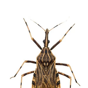 Kissing bug (Rhodnius pictipes), an important vector in the spread of Chagas disease