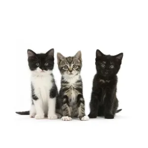 Three kittens with different black and white markings, sitting together, against Three kittens with different black and white markings, sitting together, against