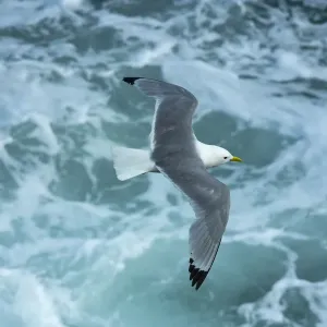 Kittiwake in Flight Print Kittiwake in Flight Print