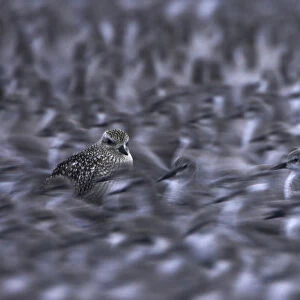 Knot (Calidris canutus) and grey plover (Pluvialis squatarola) roost at high tide