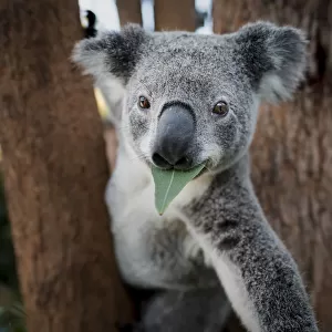 Koala (Phascolarctos cinereus), rescued joey eating gum leaf whilst in tree