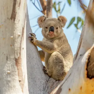 Koala (Phascolarctos cinereus) resting during the day in large Eucalypt (Eucalyptus sp. ) tree, Goonderoo Nature Reserve, Queensland, Australia Koala (Phascolarctos cinereus) resting during the day in large Eucalypt (Eucalyptus sp. ) tree, Goonderoo Nature Reserve, Queensland, Australia