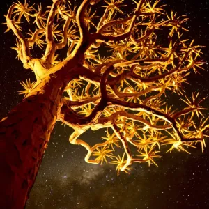 Kokerboom or Quiver Tree (Aloe dichotomum), a species of aloe indigenous to Southern Kokerboom or Quiver Tree (Aloe dichotomum), a species of aloe indigenous to Southern