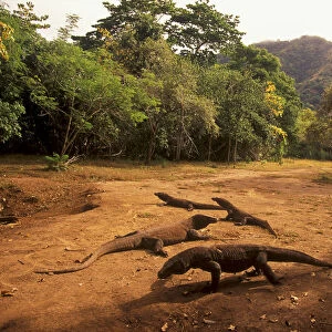 Komodo dragons (Varanus komodoensis) in forest clearing, Komodo Island, Indonesia