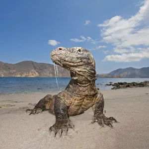 Komodo dragons (Varanus komodoensis) on shore with saliva dripping from mouth, Rinca Island