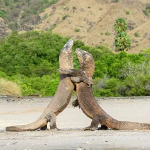 Deux mâles de dragons de Komodo (Varanus komodoensis), se battant sur une plage isolée, l'île de Komodo, le parc national de Komodo, Indonésie. En danger critique d'extinction. Deux mâles de dragons de Komodo (Varanus komodoensis), se battant sur une plage isolée, l'île de Komodo, le parc national de Komodo, Indonésie. En danger critique d'extinction.