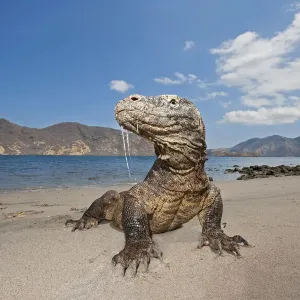 Komodo Dragon Print: Saliva Droplets on Shore