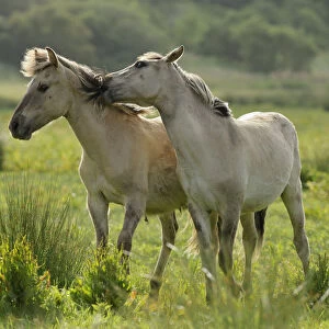 Konik horse (Equus caballus) mutual grooming, wild herd in rewilding project, Wicken Fen