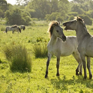 Konik horse (Equus caballus) pair interacting, wild herd in rewilding project, Wicken Fen