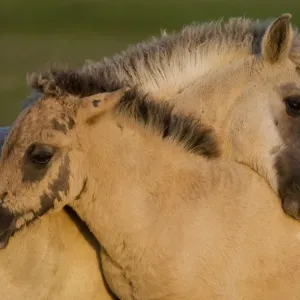 Two Konik horse foals mutual grooming, Oostvaardersplassen, Netherlands, June 2009 Two Konik horse foals mutual grooming, Oostvaardersplassen, Netherlands, June 2009