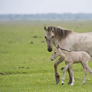 Konik horse, mare with young foal, Oostvaardersplassen, Netherlands, June 2009