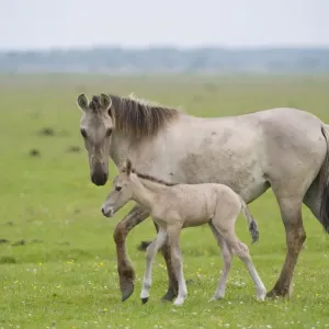 Konik horse, mare with young foal, Oostvaardersplassen, Netherlands, June 2009 Konik horse, mare with young foal, Oostvaardersplassen, Netherlands, June 2009