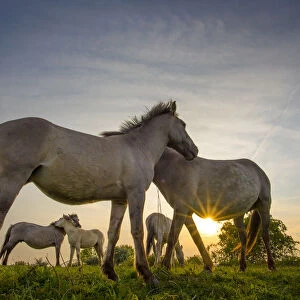 Konik horses (Equus ferus caballus) interacting at sunset, floodplain of the river Rijn