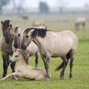 Konik horses, mares and a stallion encouraging young foal to stand up, Oostvaardersplassen