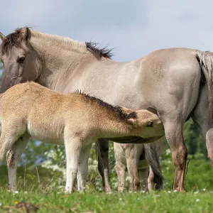 Konik wild horse (Equus ferus caballus) foal suckling its mother, Meinerswijk nature reserve, near Arnhem, the Netherlands. May Konik wild horse (Equus ferus caballus) foal suckling its mother, Meinerswijk nature reserve, near Arnhem, the Netherlands. May