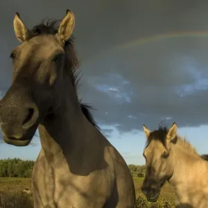 Two Konik Wild Horses (Equus ferus caballus) stand in front of a rainbow in grassland habitat Two Konik Wild Horses (Equus ferus caballus) stand in front of a rainbow in grassland habitat