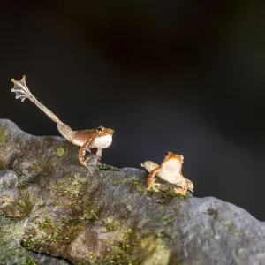 Kottigehar Dancing Frog Print Kottigehar Dancing Frog Print