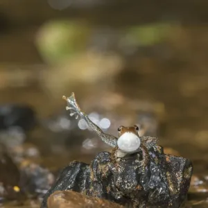 Kottigehar dancing frog (Micrixalus kottigeharensis) male calling and displaying Kottigehar dancing frog (Micrixalus kottigeharensis) male calling and displaying