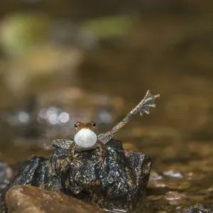 Le grenouille dansante de Kottigehar (Micrixalus kottigeharensis) mâle appelant et se montrant. Le grenouille dansante de Kottigehar (Micrixalus kottigeharensis) mâle appelant et se montrant.