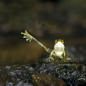 Kottigehara dancing frog (Micrixalus kottigeharensis), dancing frog name