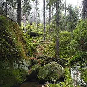 Krinice River flowing by large rocks in wood, Kyov, Ceske Svycarsko / Bohemian Switzerland