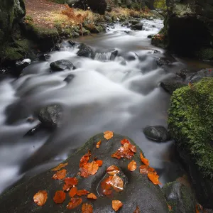 Krinice River flowing past large rocks in forest with fallen leaves on rock in river