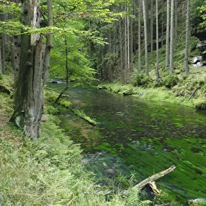 Krinice River in wood, Dlouhy Dul, Ceske Svycarsko / Bohemian Switzerland National Park