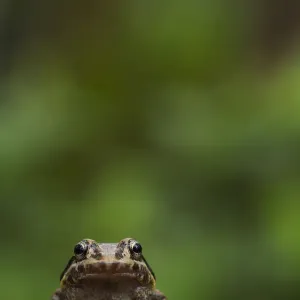 Labiated Jungle Frog Print Labiated Jungle Frog Print