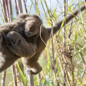 Lac Alaotra Bamboo Lemur Print, carrying young Lac Alaotra Bamboo Lemur Print, carrying young