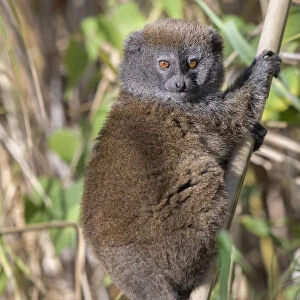 Lac Alaotra bamboo lemur (Hapalemur alaotrensis), Lake Alaotra, Madagascar, Criticaly