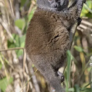 Lac Alaotra bamboo lemur (Hapalemur alaotrensis), Lake Alaotra, Madagascar, Criticaly Lac Alaotra bamboo lemur (Hapalemur alaotrensis), Lake Alaotra, Madagascar, Criticaly