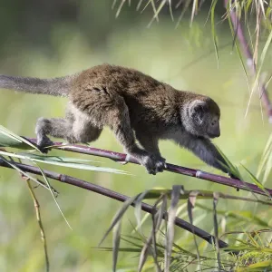 Lac Alaotra bamboo lemur (Hapalemur alaotrensis) walking on bamboo, Lake Alaotra, Madagascar Lac Alaotra bamboo lemur (Hapalemur alaotrensis) walking on bamboo, Lake Alaotra, Madagascar