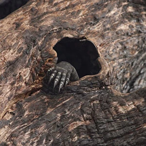 Lace monitor lizard (Varanus varius) foot showing through hole in burnt out tree where it
