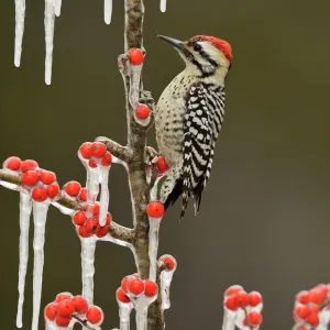 Ladder-backed Woodpecker (Picoides scalaris), adult male perched on icy branch of Possum Haw Holly