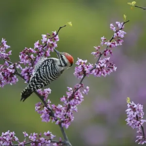 Ladder-backed woodpecker (Picoides scalaris) male feeding amongst blossoming Eastern redbud (Cercis canadensis). Hill Country, Texas, USA Ladder-backed woodpecker (Picoides scalaris) male feeding amongst blossoming Eastern redbud (Cercis canadensis). Hill Country, Texas, USA