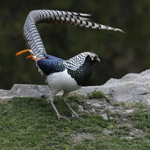 Lady Amherst's Pheasant Print: Male Displaying in Sichuan, China Lady Amherst's Pheasant Print: Male Displaying in Sichuan, China