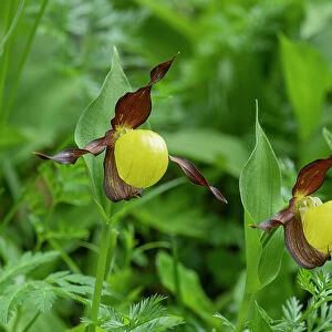 Lady's slipper orchid (Cypripedium calceolus) in flower, Swiss Alps, Switzerland. June