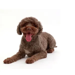 Lagotto Romagnolo dog