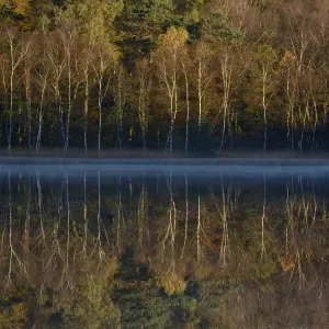 Lake reflecting autumn trees, Vosges, France, October 2013 Lake reflecting autumn trees, Vosges, France, October 2013