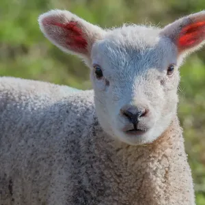 Lamb, Monmouthshire, Wales, UK, March Lamb, Monmouthshire, Wales, UK, March