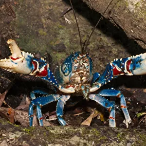 Lamington spiny crayfish (Euastacus sulcatus) blue form