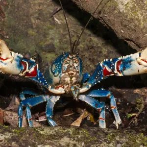 Lamington spiny crayfish blue form Print Lamington spiny crayfish blue form Print