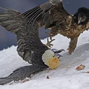 Lammergeier / Bearded vulture (Gypaetus barbatos) adult and juvenile squabbling over food in snow