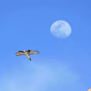 Lammergeier / Bearded vulture (Gypaetus barbatus) in flight with the out-of-focus moon behind