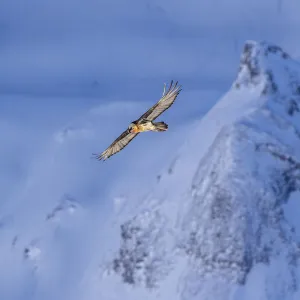 Images Dated 2018 January: 12 Jan 2018
