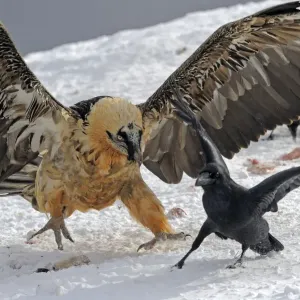 Lammergeier (Gypaetus barbatus) chasing away Carrion crow (Corvus corone corone) Cebollar Lammergeier (Gypaetus barbatus) chasing away Carrion crow (Corvus corone corone) Cebollar